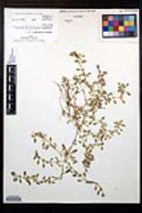 Ludwigia spathulata image