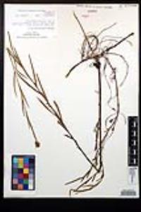 Ludwigia suffruticosa image
