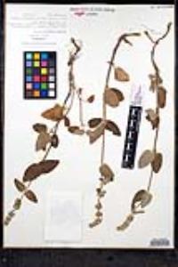 Stachys bullata image