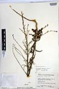 Stephanomeria diegensis image