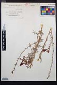 Epilobium canum subsp. canum image
