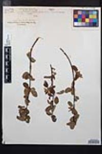 Amelanchier alnifolia image