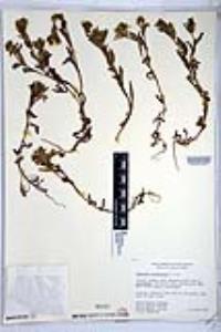 Amsinckia spectabilis image