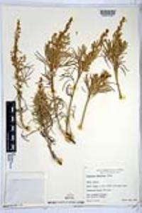 Artemisia nesiotica image