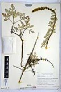 Ambrosia chamissonis image