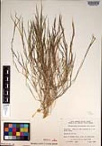 Muhlenbergia microsperma image