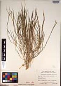 Muhlenbergia microsperma image