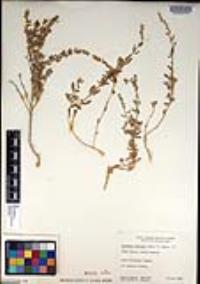 Atriplex coulteri image