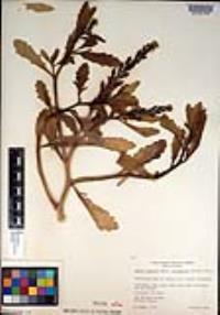 Cakile edentula image