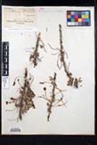 Senegalia greggii image