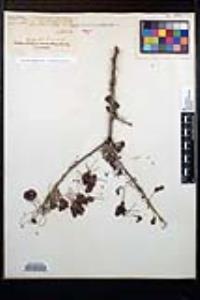 Senegalia greggii image