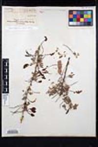 Senegalia greggii image