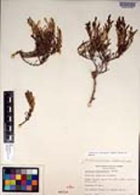 Arthroceras subterminale image