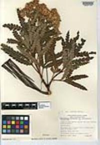 Lyonothamnus floribundus image