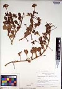 Abronia umbellata image