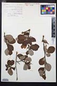 Cercocarpus montanus image
