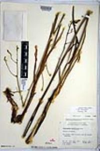 Chlorogalum parviflorum image