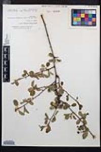 Amelanchier utahensis image