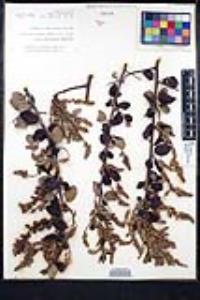 Ceanothus leucodermis image