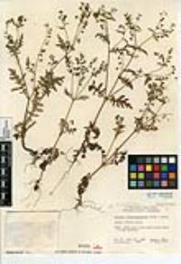 Eucrypta chrysanthemifolia image