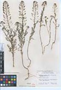 Descurainia pinnata subsp. brachycarpa image