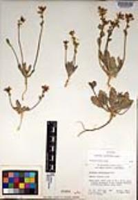 Dithyrea californica image