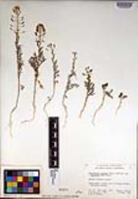 Descurainia pinnata subsp. menziesii image