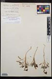 Chylismia claviformis image