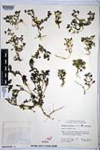 Nemophila menziesii var. menziesii image