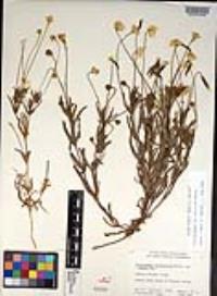 Platystemon californicus image