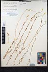 Thysanocarpus curvipes image