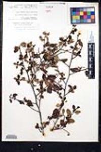 Ceanothus oliganthus var. orcuttii image