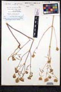 Monardella breweri var. lanceolata image