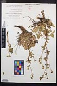Drymocallis glandulosa var. reflexa image