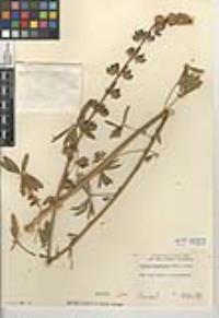 Lupinus longifolius image