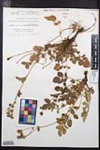 Drymocallis glandulosa var. reflexa image
