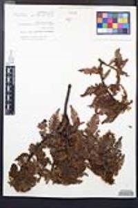 Chamaebatia australis image