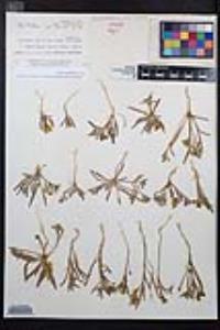 Camissoniopsis bistorta image