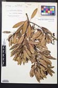 Heteromeles arbutifolia image