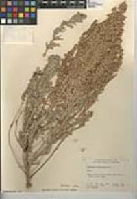 Artemisia tridentata subsp. tridentata image