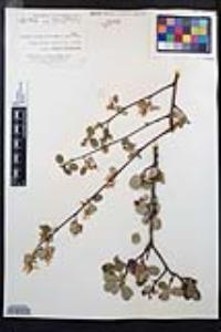 Amelanchier utahensis image
