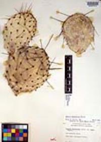 Opuntia phaeacantha image