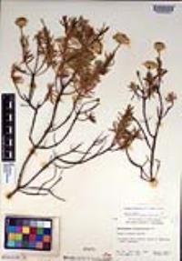 Ericameria linearifolia image