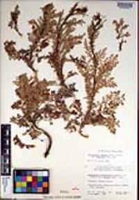 Descurainia pinnata subsp. menziesii image