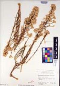 Ericameria paniculata image