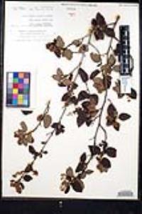 Ceanothus oliganthus var. orcuttii image