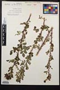 Rosa californica image