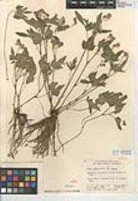 Viola lobata subsp. lobata image