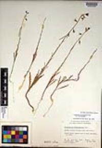 Caulanthus heterophyllus var. heterophyllus image