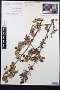 Amelanchier utahensis image